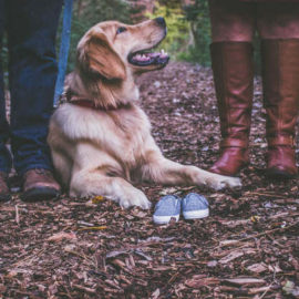 divorce pet custody