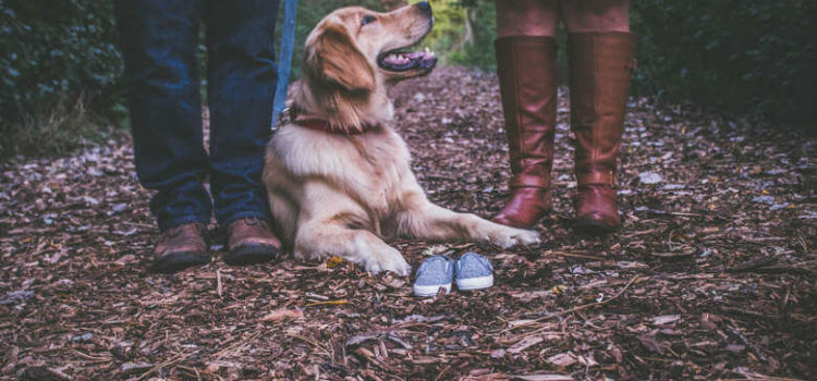 divorce pet custody